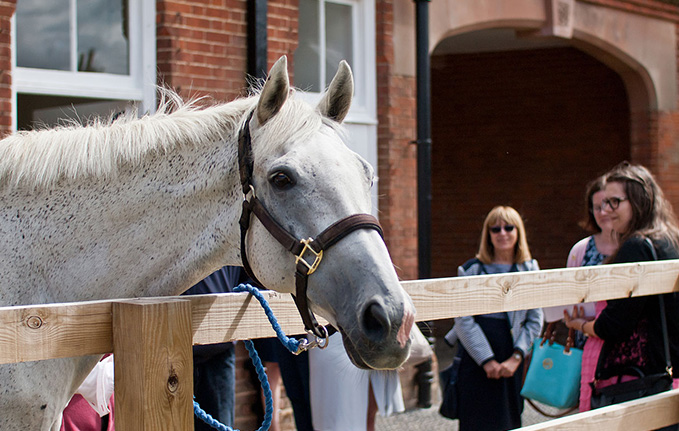 Meeting retired racehorses in the Rothschild Yard at the National Horseracing Museum