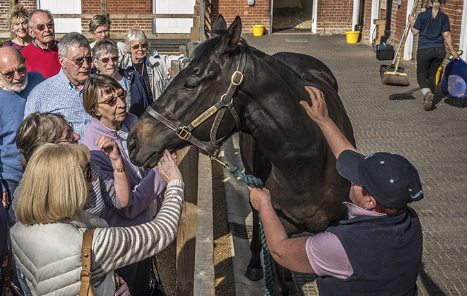 Members of the public meeting retired racehorses at the National Horseracing Museum, in the Rothschild Yard