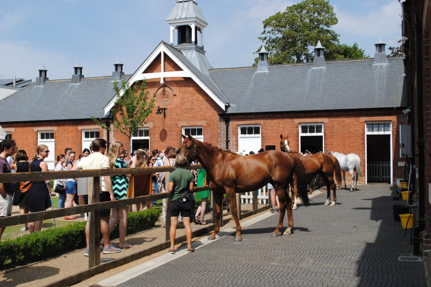 Group of visitors in the Rothschild Yard meeting retired racehorses