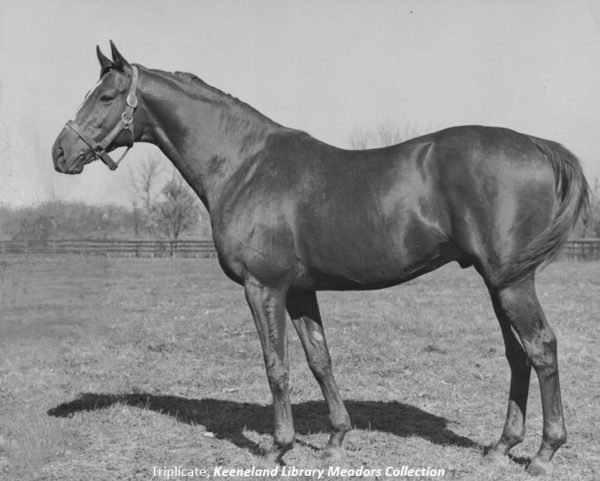 Photo of Triplicate, Fred Astaire's most successful racehorse