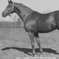 Thumbnail of a photo of Triplicate, Fred Astaire's most successful racehorse