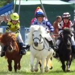 Shetland Pony Races at the National Horseracing Museum